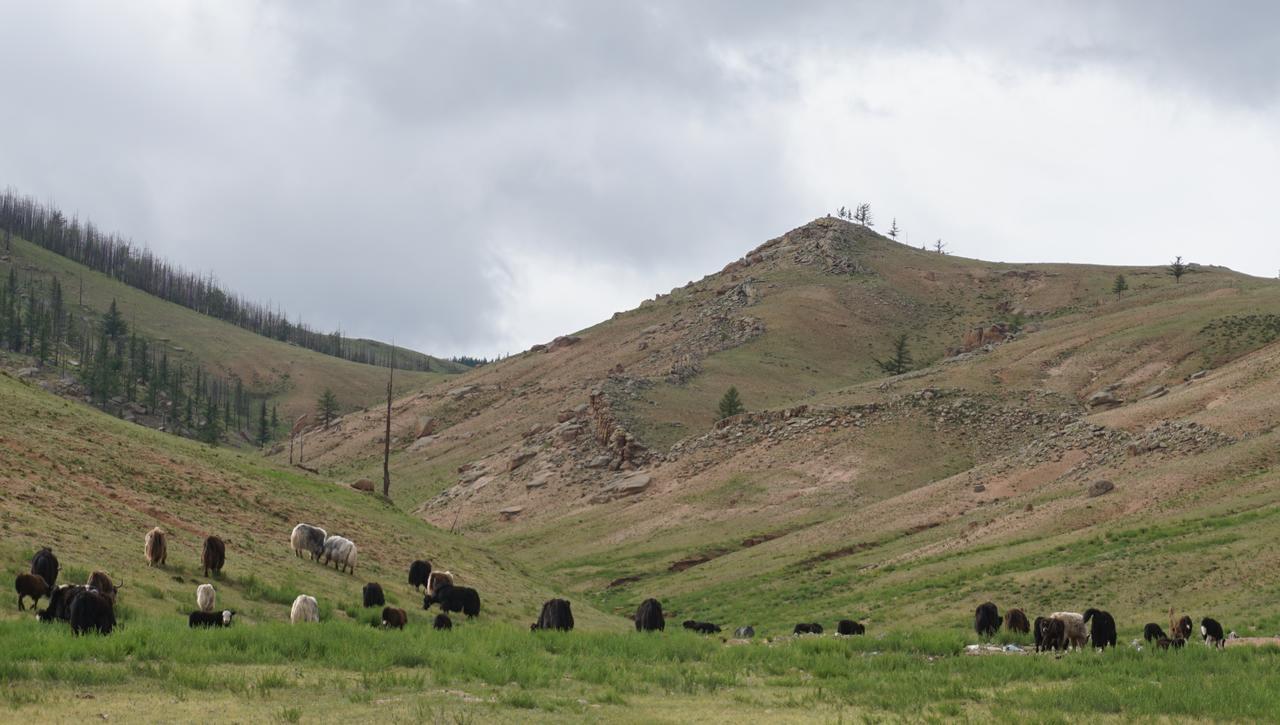 My Mongolia Eco Ger Camp Hotel Nalayh ภายนอก รูปภาพ