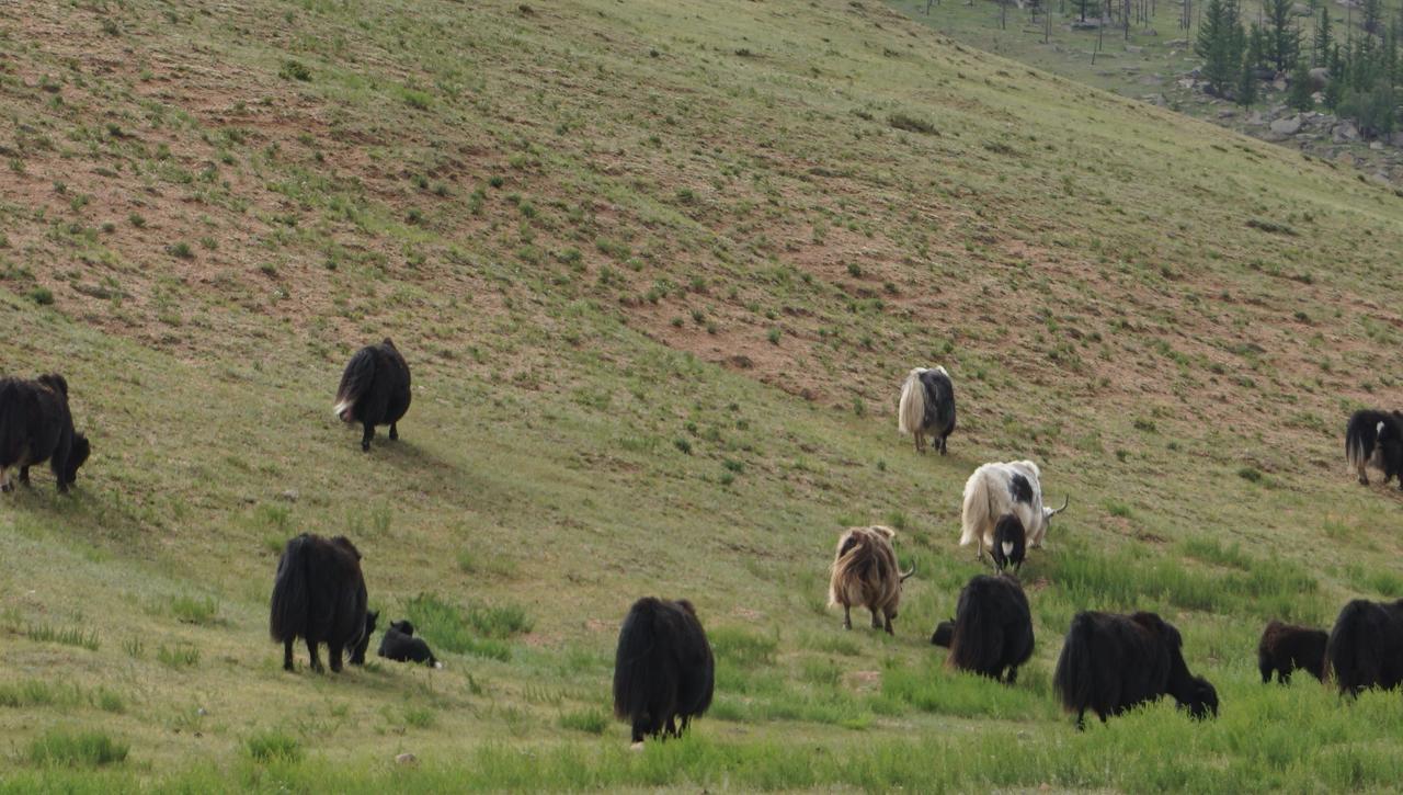 My Mongolia Eco Ger Camp Hotel Nalayh ภายนอก รูปภาพ